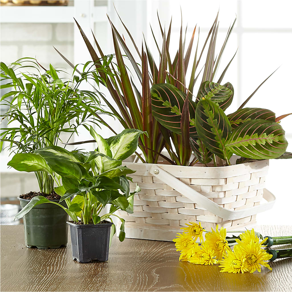 Florist Designed Blooming and Green Plants in a Basket – ELLA'S ESSENCE LLC, Evanston IL