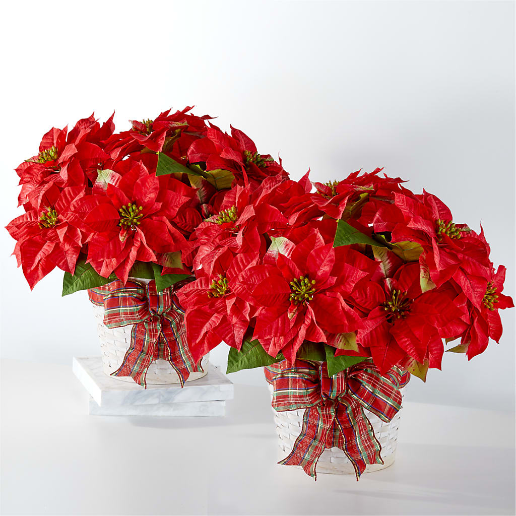 Happiest Holidays Poinsettia Bundle – ELLA'S ESSENCE LLC, Evanston IL