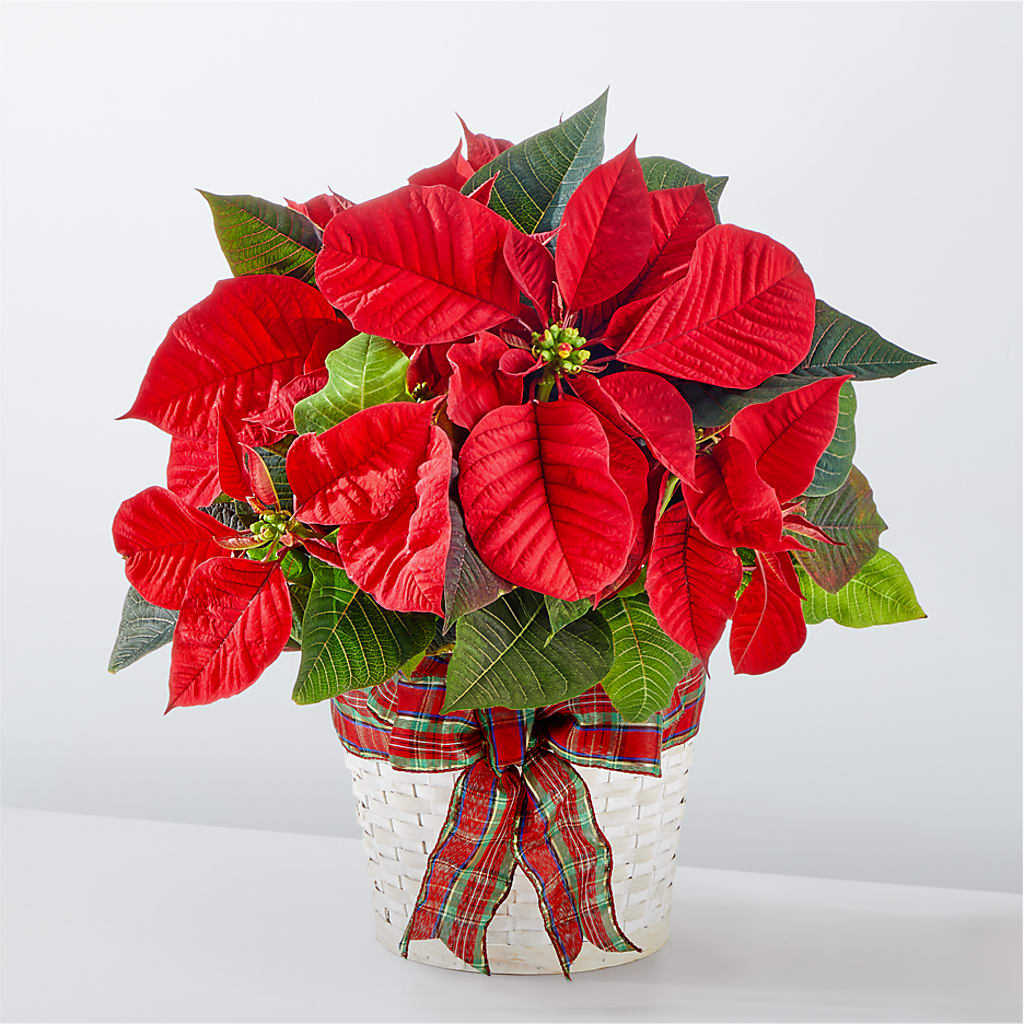 Happiest Holidays Poinsettia – ELLA'S ESSENCE LLC, Evanston IL