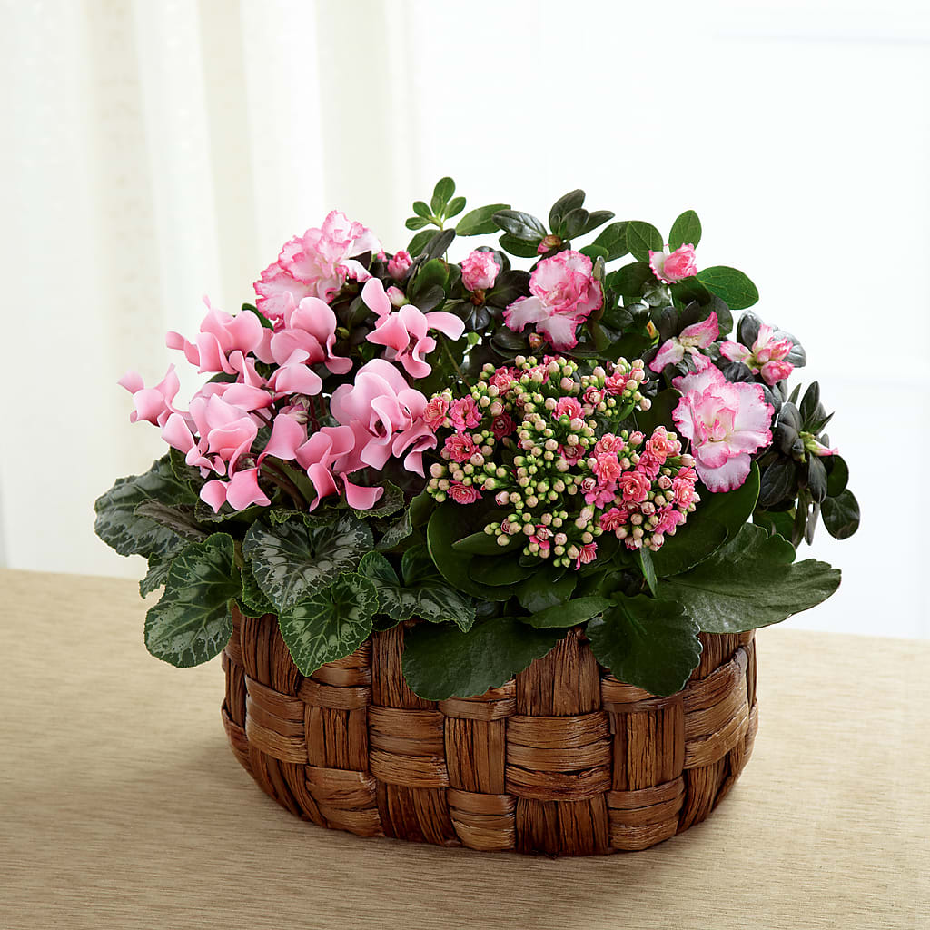 Pink Assortment – ELLA'S ESSENCE LLC, Evanston IL