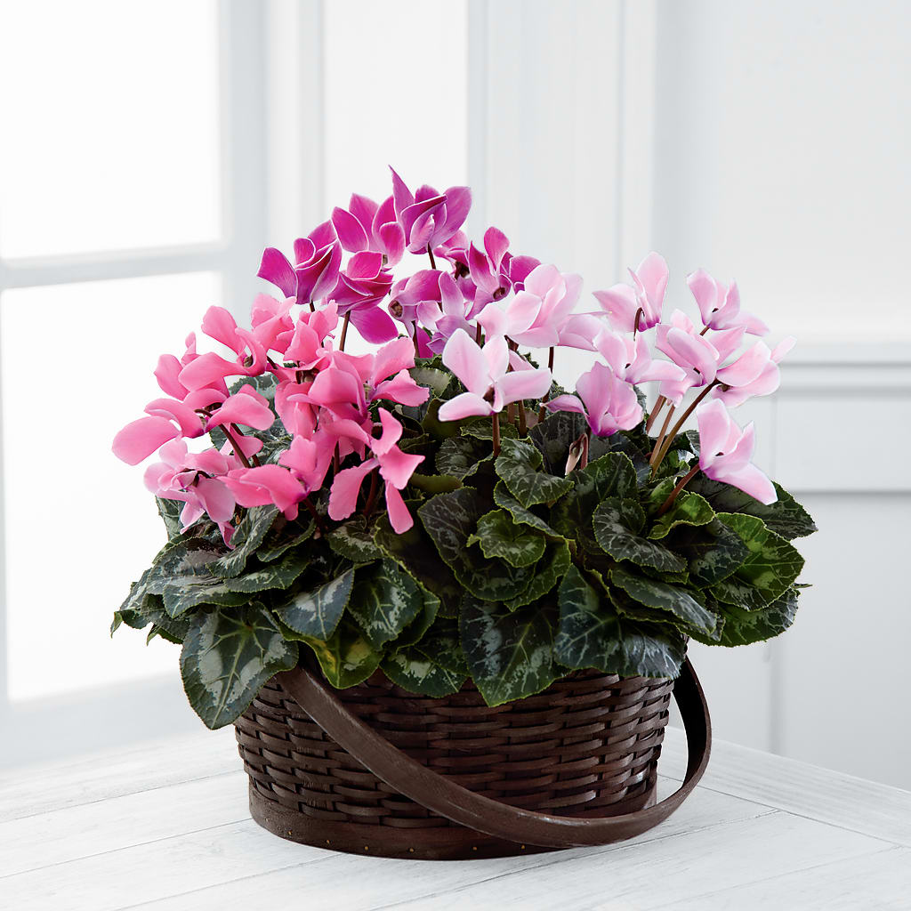 Mixed Cyclamen Planter – ELLA'S ESSENCE LLC, Evanston IL