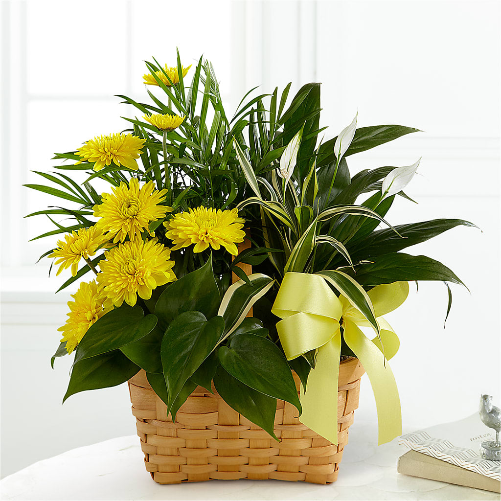 Loving Light Dishgarden – ELLA'S ESSENCE LLC, Evanston IL