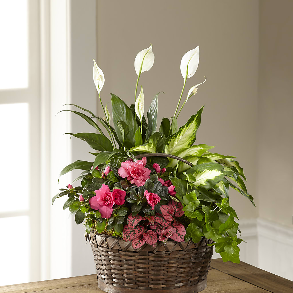 Dream in Pink Dishgarden – ELLA'S ESSENCE LLC, Evanston IL