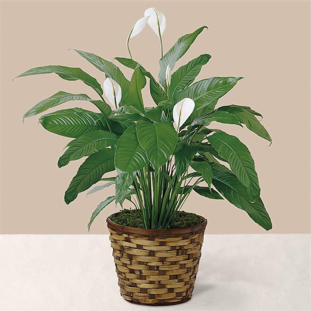 Tranquil Moments Peace Lily Plant – ELLA'S ESSENCE LLC, Evanston IL