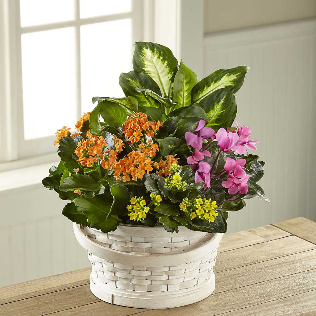 Color Crush Dishgarden – ELLA'S ESSENCE LLC, Evanston IL