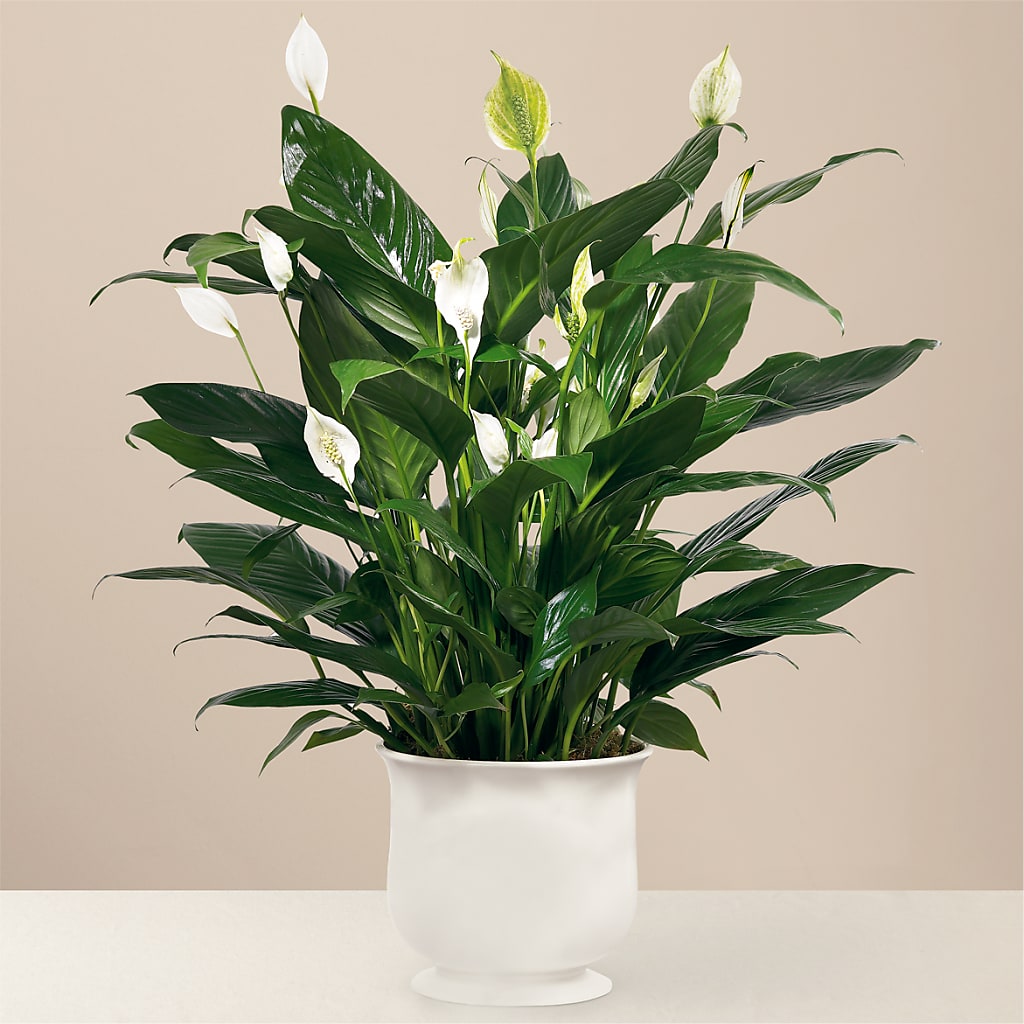 Comfort Planter – ELLA'S ESSENCE LLC, Evanston IL