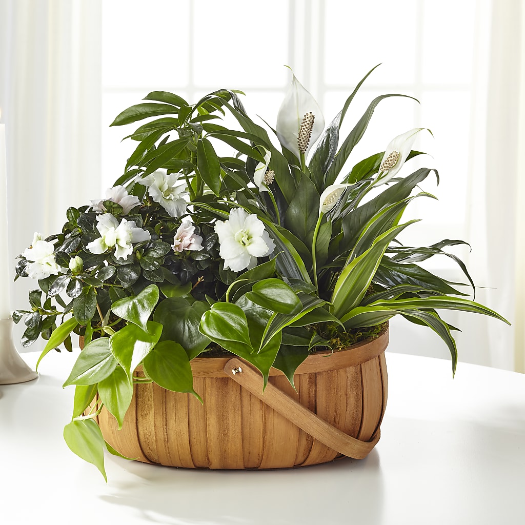 Serene Dishgarden – ELLA'S ESSENCE LLC, Evanston IL