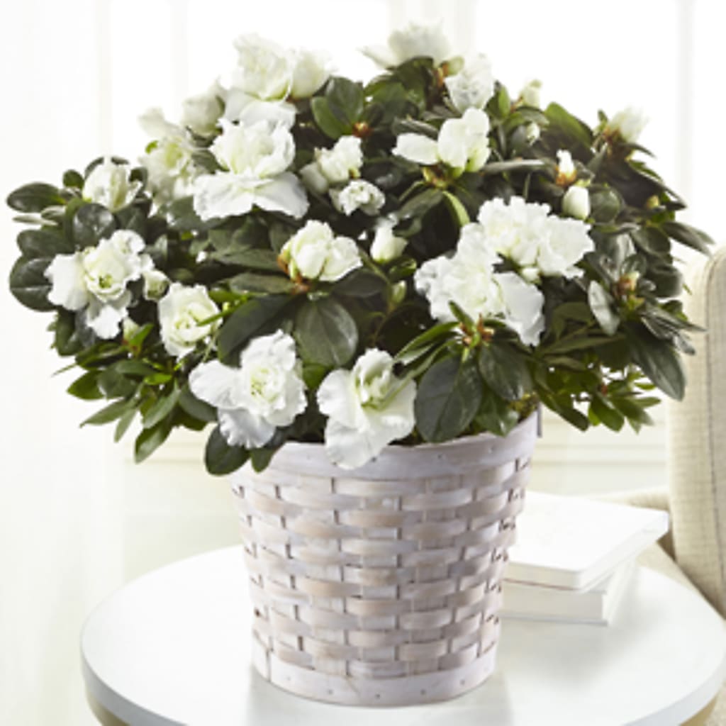 White Azalea Plant – ELLA'S ESSENCE LLC, Evanston IL