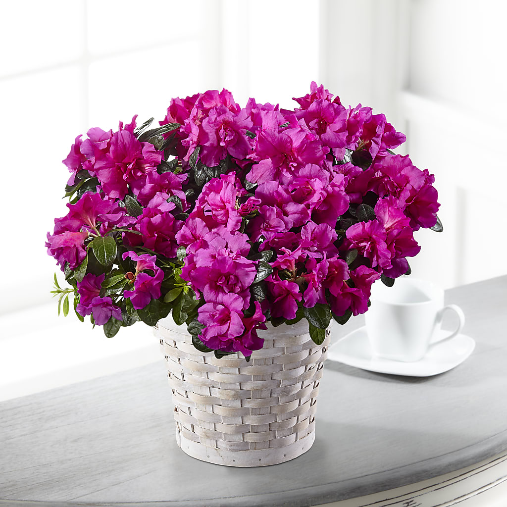 Hope & Serenity Azalea Plant – ELLA'S ESSENCE LLC, Evanston IL