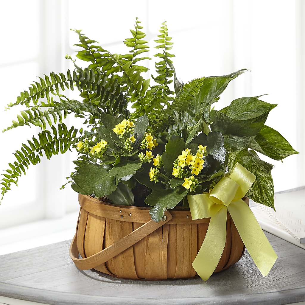Always Dear Dishgarden – ELLA'S ESSENCE LLC, Evanston IL