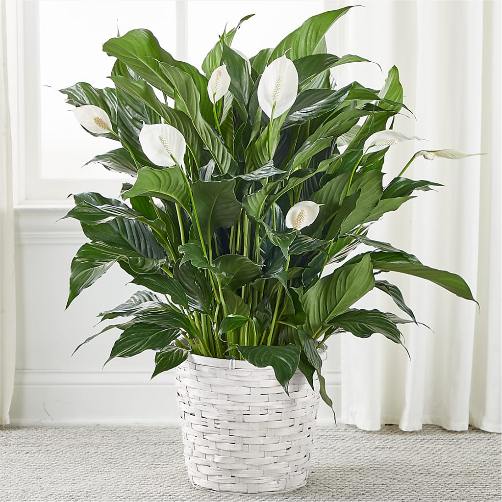 A New Leaf Peace Lily – ELLA'S ESSENCE LLC, Evanston IL