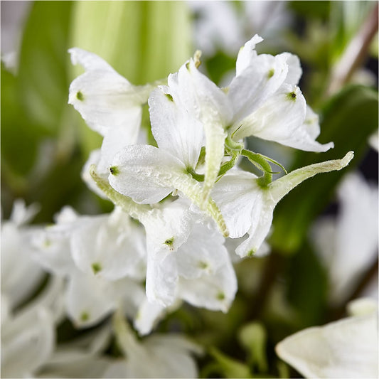 Classic Ivory – A Florist Original – ELLA'S ESSENCE LLC, Evanston IL