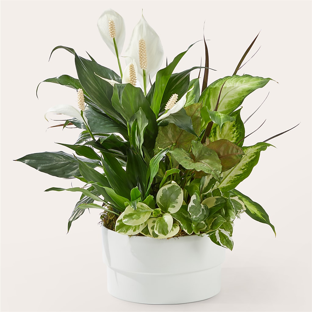 Radiating Positivity Dishgarden – ELLA'S ESSENCE LLC, Evanston IL