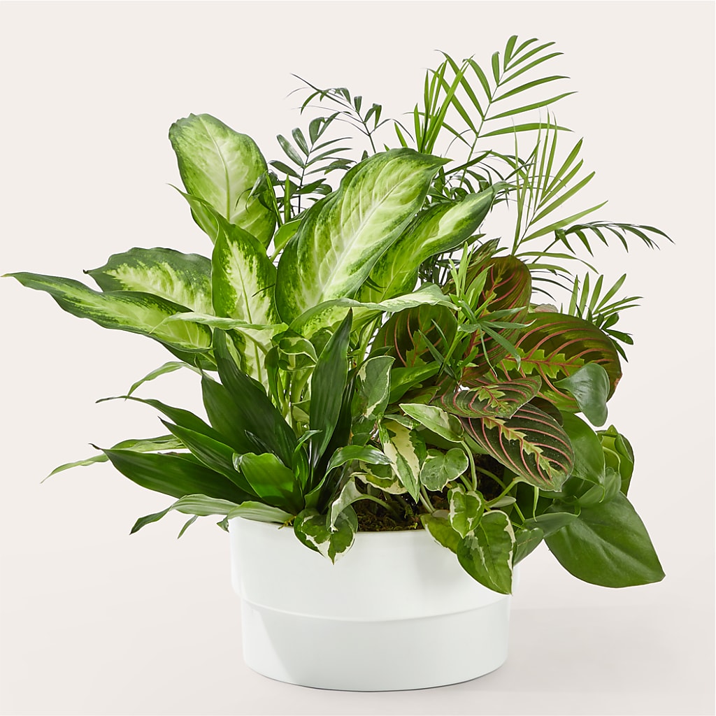 Radiating Positivity Dishgarden – ELLA'S ESSENCE LLC, Evanston IL