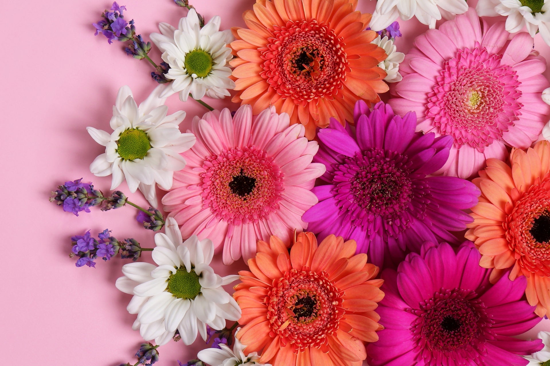 Daisies