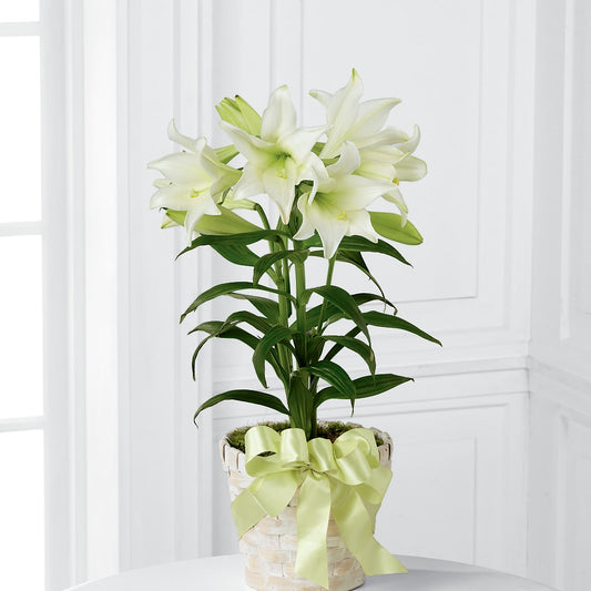 Easter Lily Plant – ELLA'S ESSENCE LLC, Evanston IL