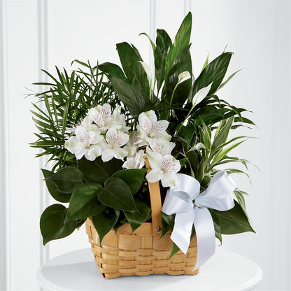 Peace & Serenity Dishgarden – ELLA'S ESSENCE LLC, Evanston IL