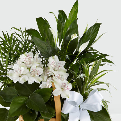 Peace & Serenity Dishgarden – ELLA'S ESSENCE LLC, Evanston IL