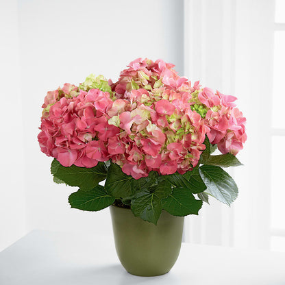 Pink Hydrangea Planter – ELLA'S ESSENCE LLC, Evanston IL