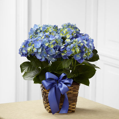 Blue Hydrangea Planter – ELLA'S ESSENCE LLC, Evanston IL