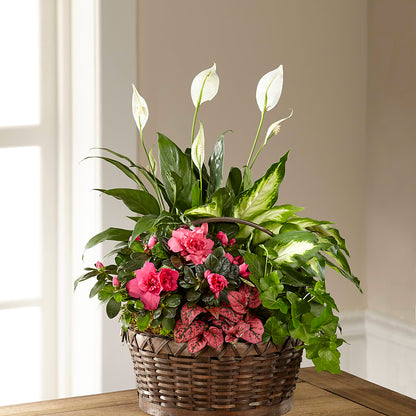 Dream in Pink Dishgarden – ELLA'S ESSENCE LLC, Evanston IL