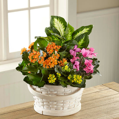 Color Crush Dishgarden – ELLA'S ESSENCE LLC, Evanston IL