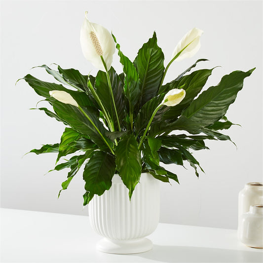 Comfort Planter – ELLA'S ESSENCE LLC, Evanston IL