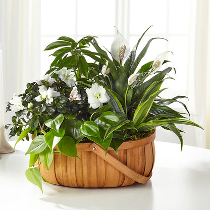 Serene Dishgarden – ELLA'S ESSENCE LLC, Evanston IL