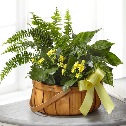 Always Dear Dishgarden – ELLA'S ESSENCE LLC, Evanston IL