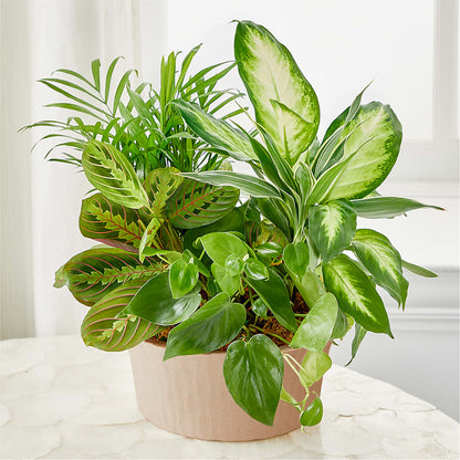 Balance & Harmony Dishgarden – ELLA'S ESSENCE LLC, Evanston IL