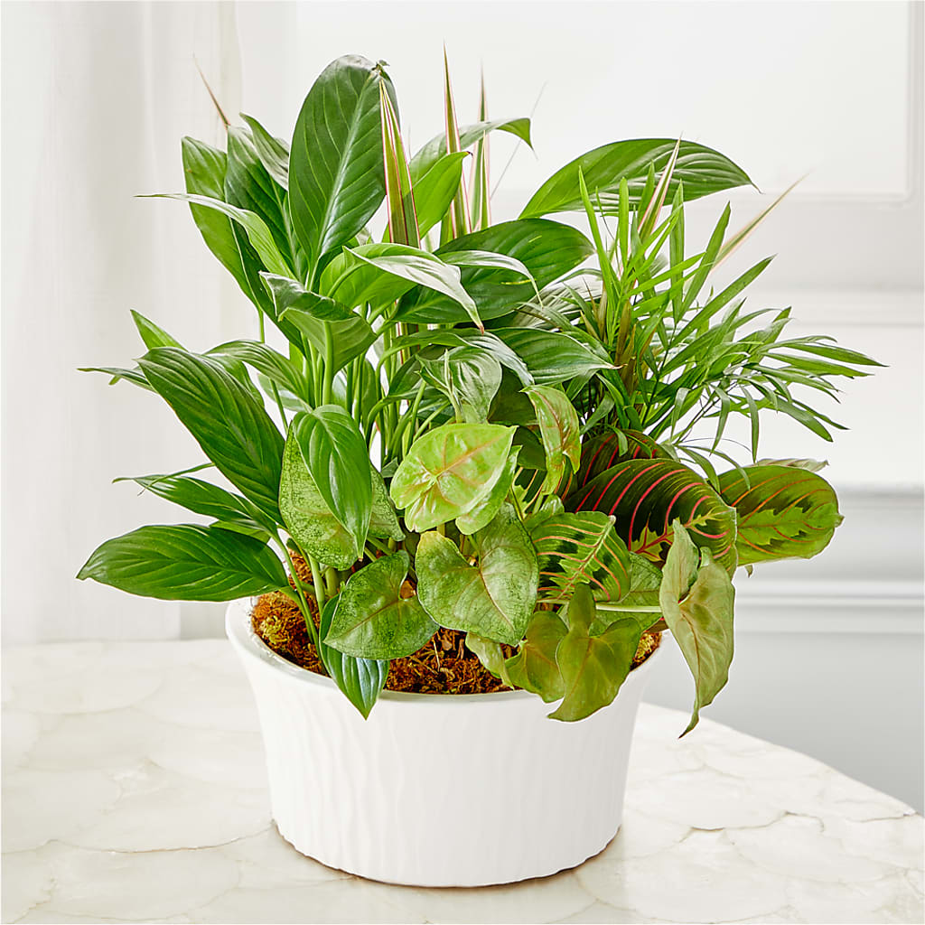 Balance & Harmony Dishgarden – ELLA'S ESSENCE LLC, Evanston IL