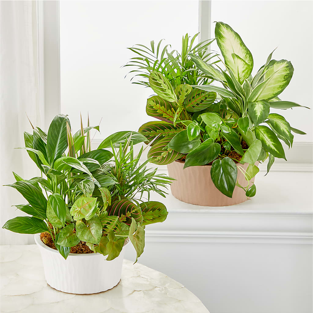 Balance & Harmony Dishgarden – ELLA'S ESSENCE LLC, Evanston IL